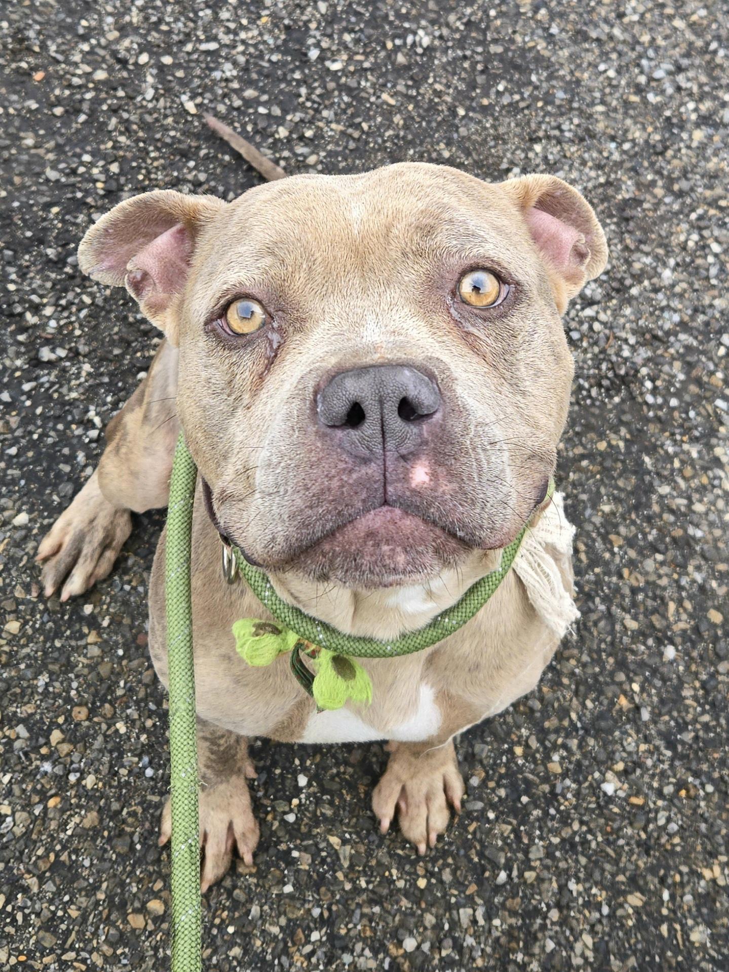 Enlarge Nebraska, a ADOPTABLE Pit Bull Terrier in Trenton, NJ image 2/2