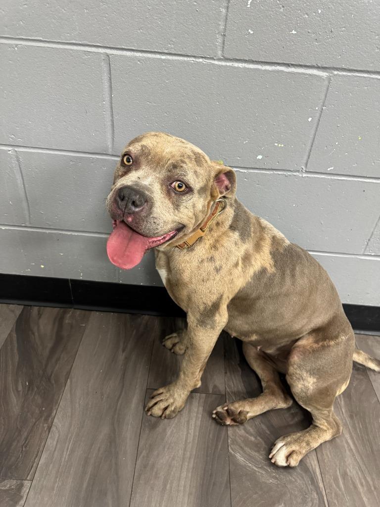 Nebraska, ADOPTABLE, Adult Female Pit Bull Terrier.