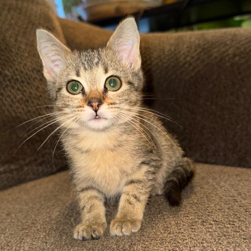 SANDY CLAWS, Adoptable, Kitten Female Domestic Short Hair.