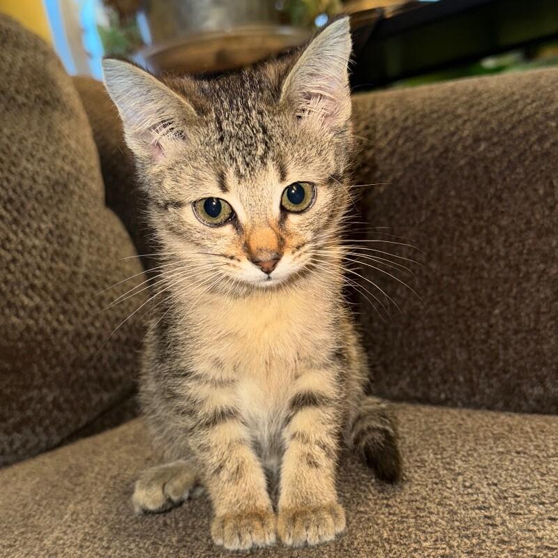 SANDY CLAWS, a Adoptable Domestic Short Hair in lawton, OK image 2/4