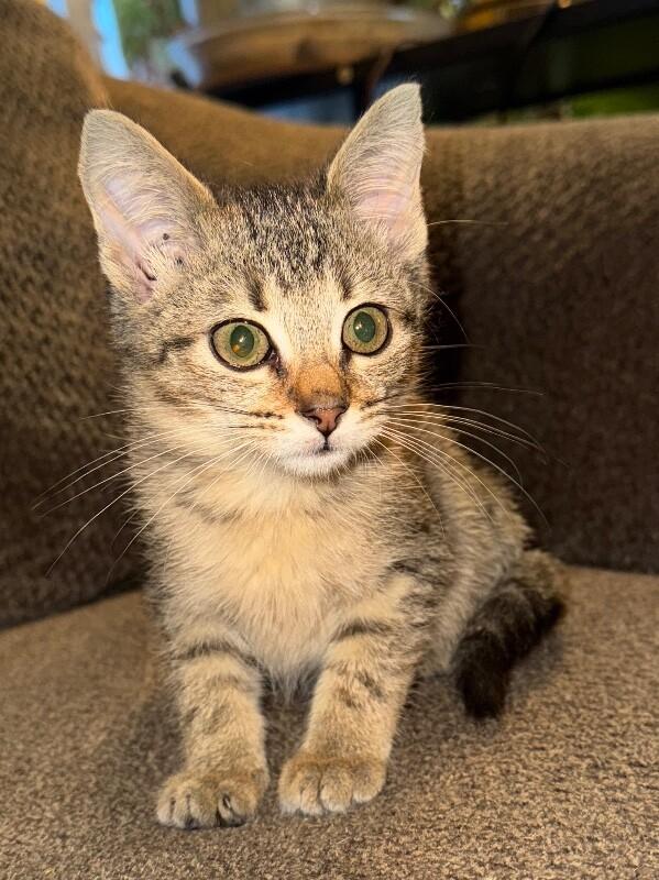 SANDY CLAWS, a Adoptable Domestic Short Hair in lawton, OK image 3/4