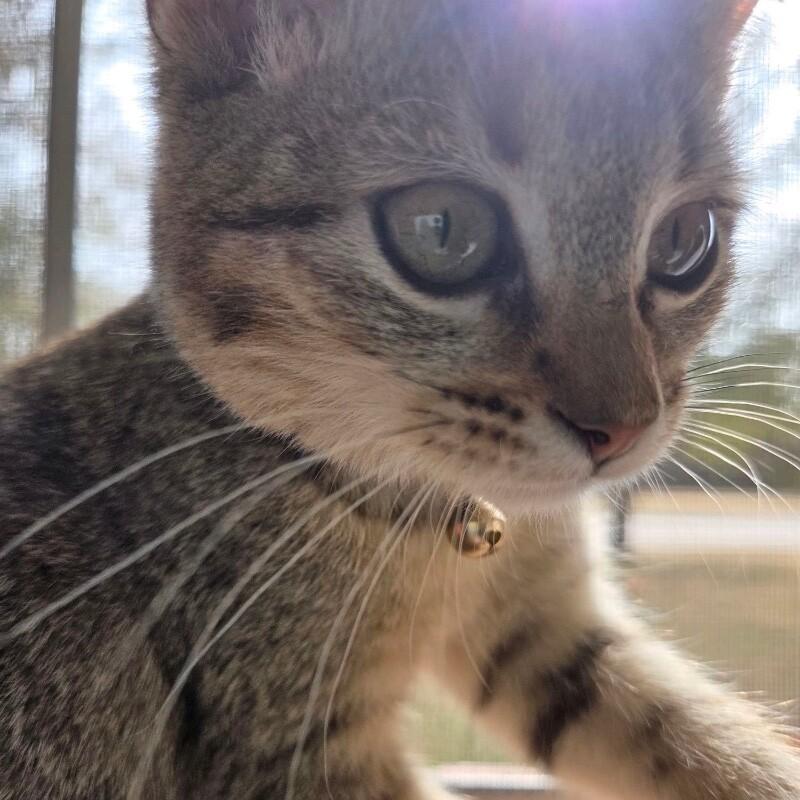 SANDY CLAWS, a Adoptable Domestic Short Hair in lawton, OK image 4/4