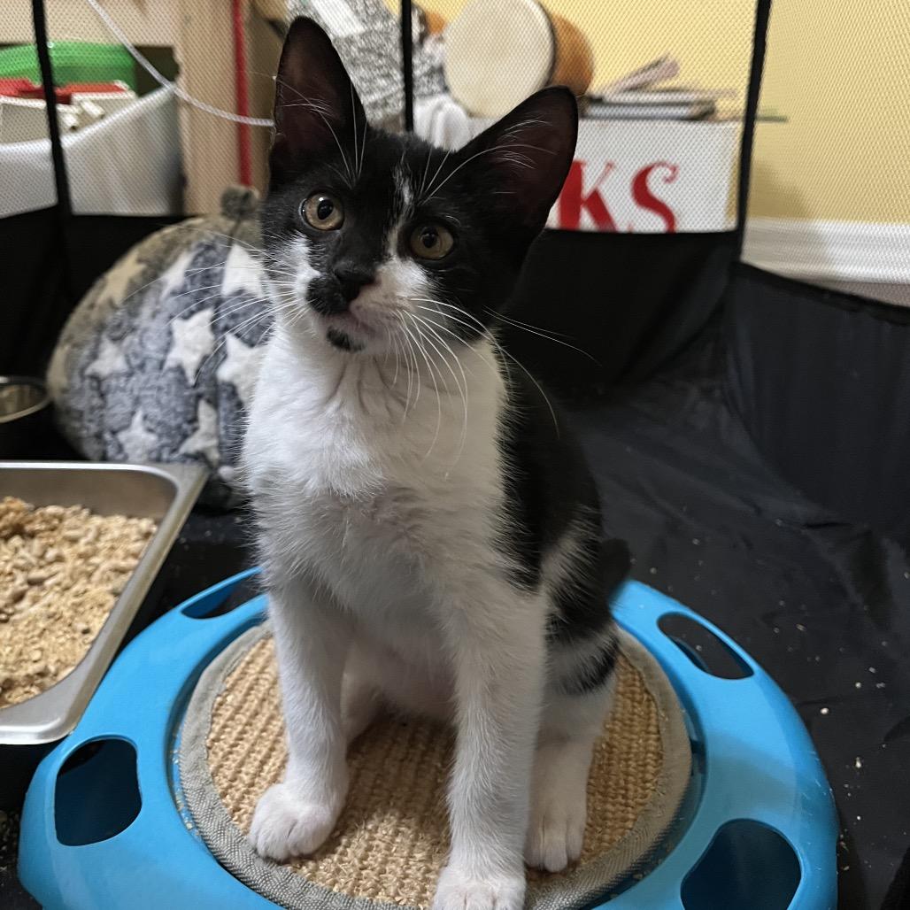 Finn, Adoptable, Kitten Female Domestic Short Hair.