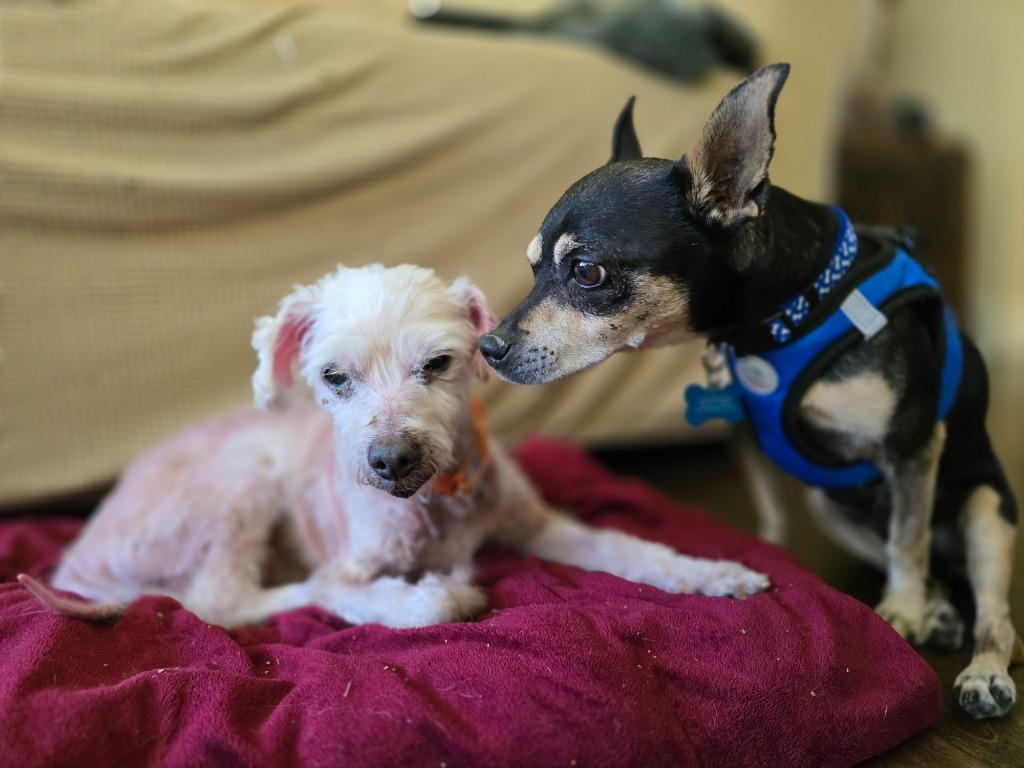 Zorro, a Adoptable mixed breed in El Cajon, CA image 1/6