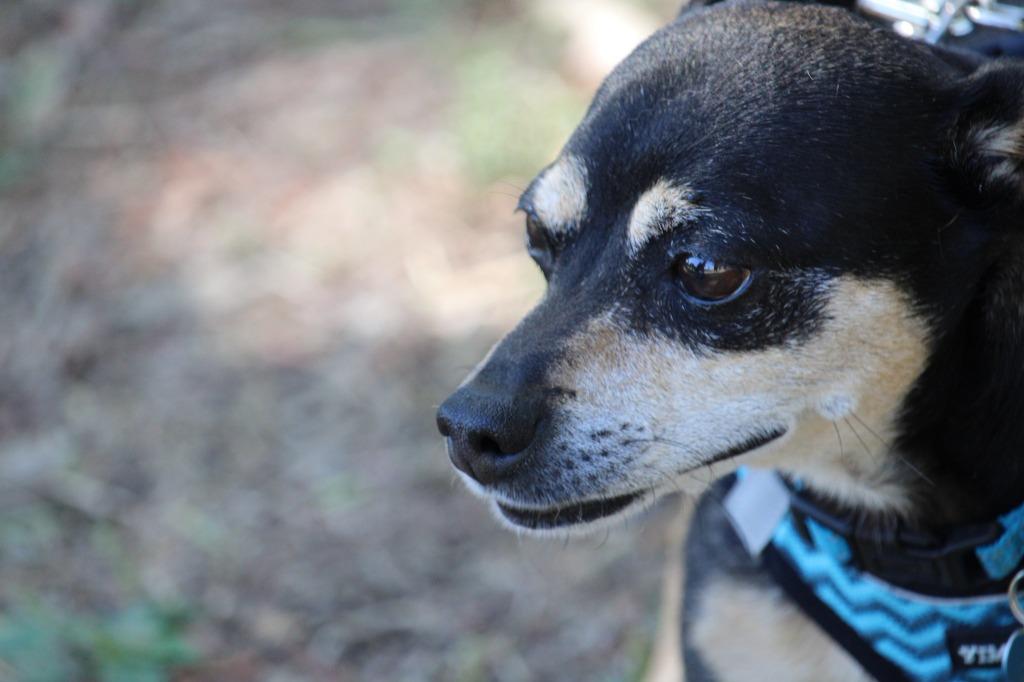 Zorro, a Adoptable mixed breed in El Cajon, CA image 4/6