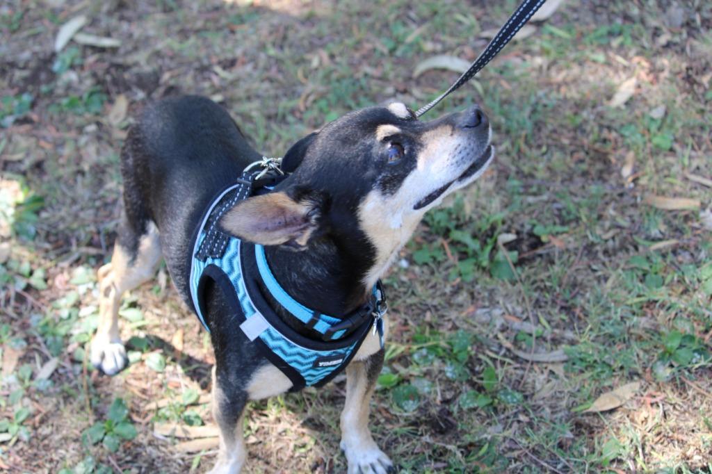 Zorro, a Adoptable mixed breed in El Cajon, CA image 6/6