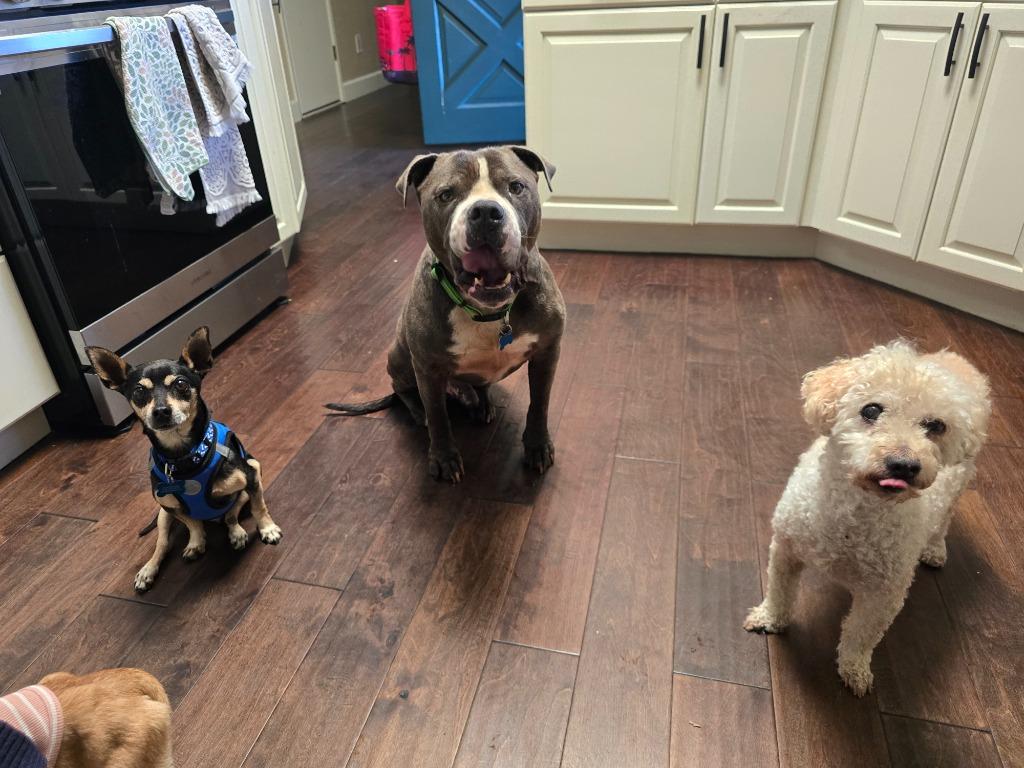 Enlarge Zorro, a Adoptable mixed breed in El Cajon, CA image 3/6