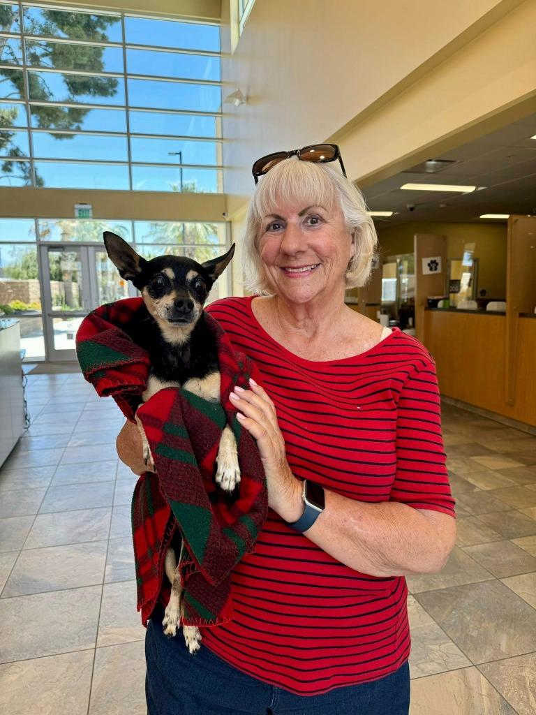 Enlarge Zorro, a Adoptable mixed breed in El Cajon, CA image 6/6