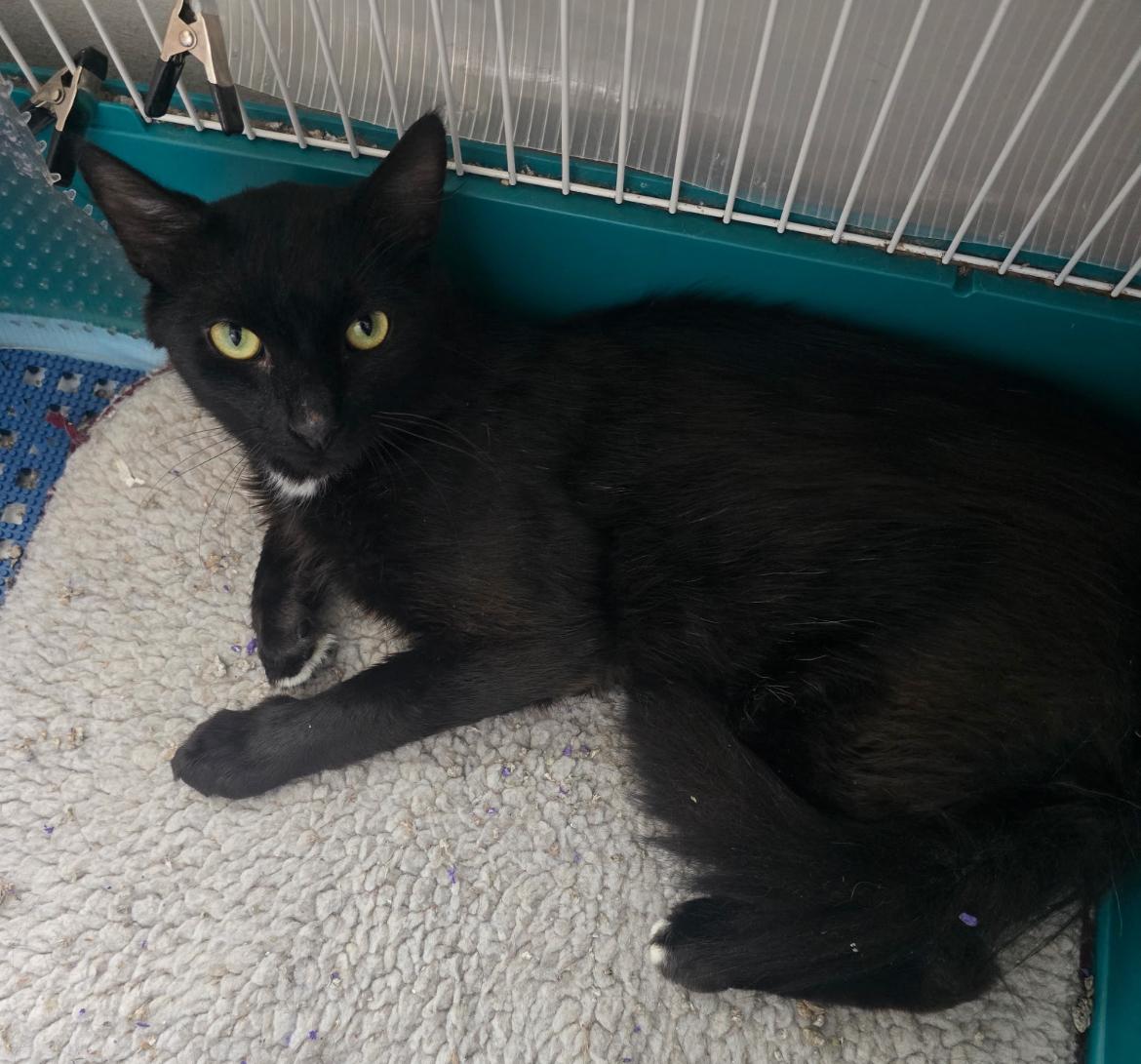 GABRIEL, Adoptable, Young Male Domestic Medium Hair.