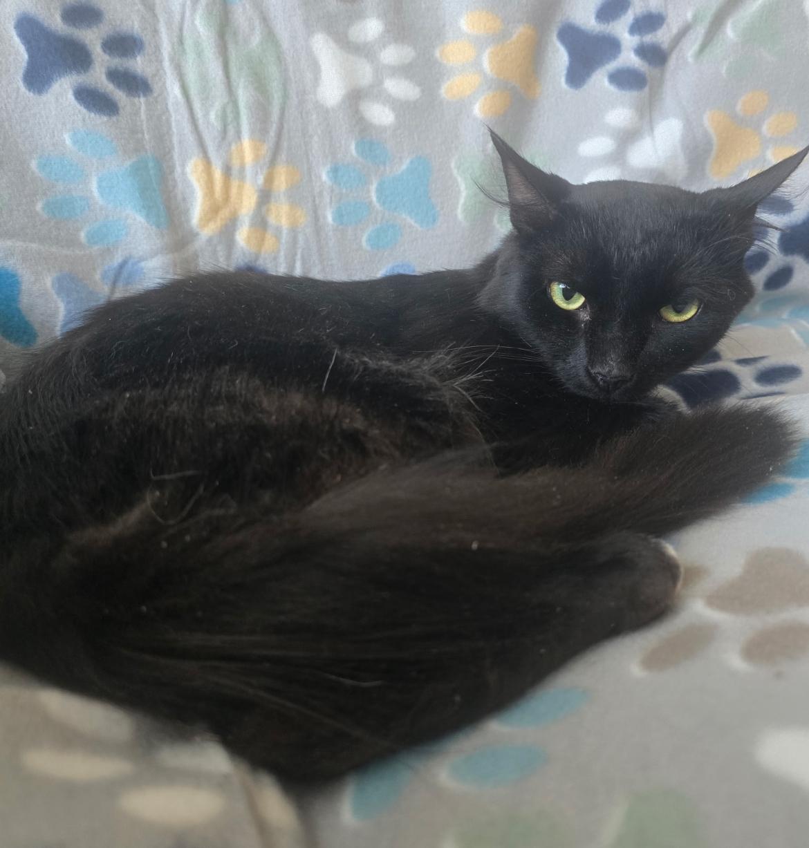 GABRIEL, a Adoptable Domestic Medium Hair in Spotswood, NJ image 2/3