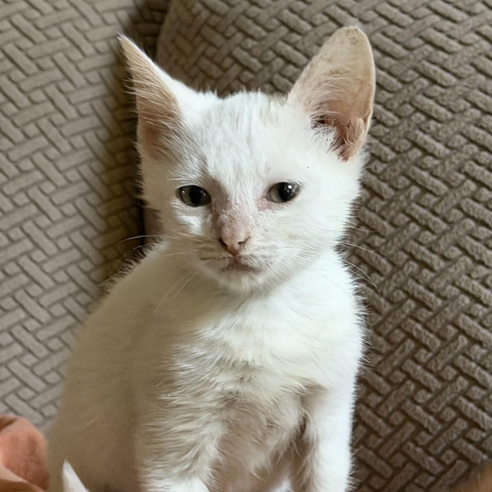 Enlarge Rueben, a Adopted Domestic Short Hair in Easley, SC image 3/5
