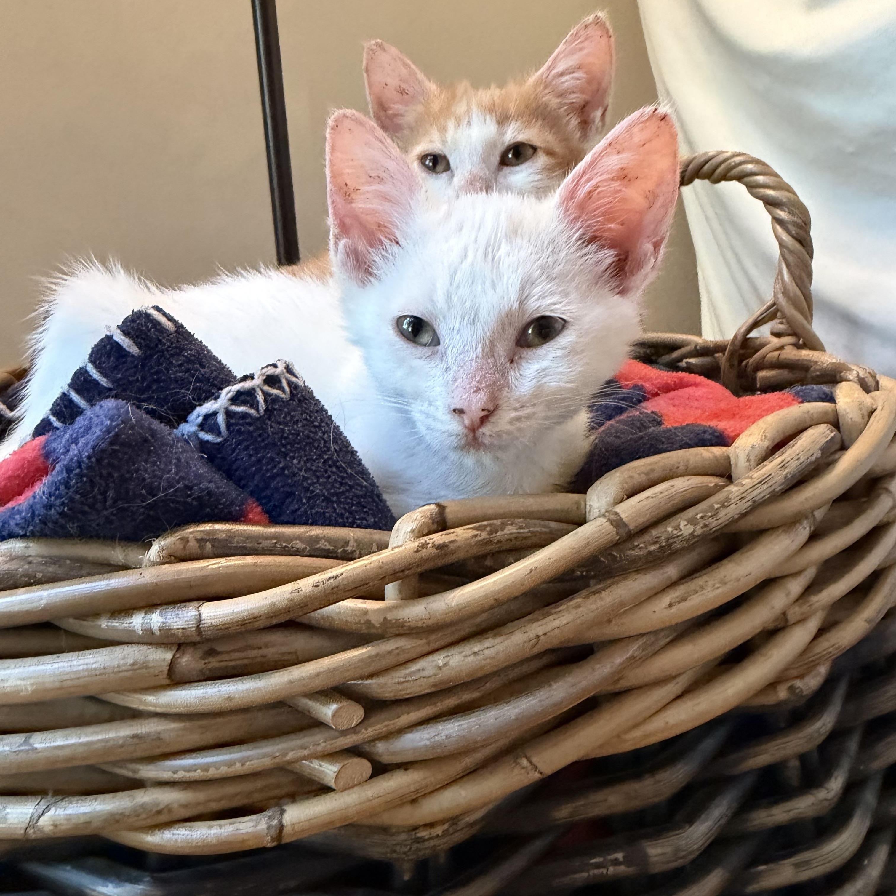 Rueben, Adopted, Kitten Male Domestic Short Hair.
