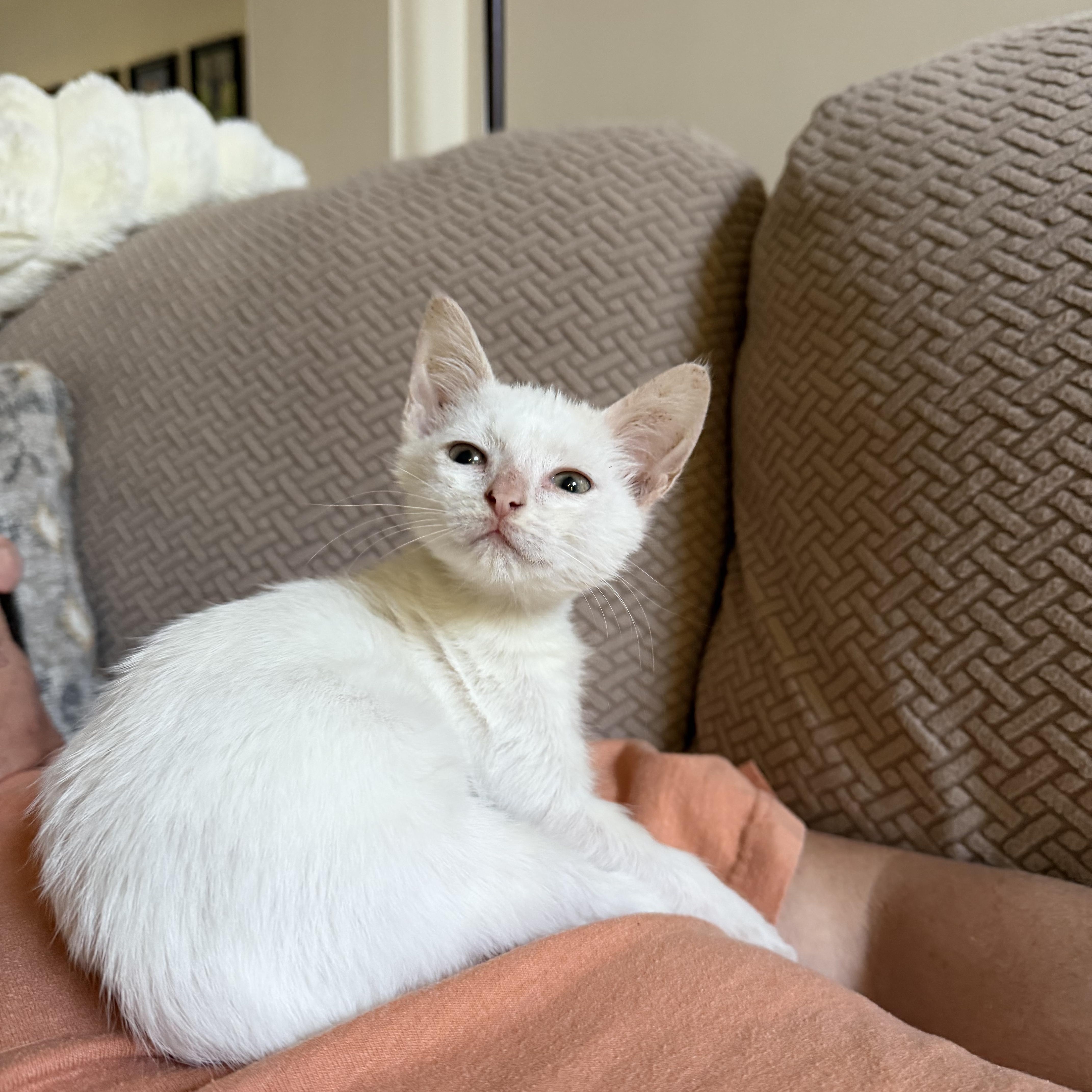 Enlarge Rueben, a Adopted Domestic Short Hair in Easley, SC image 2/5