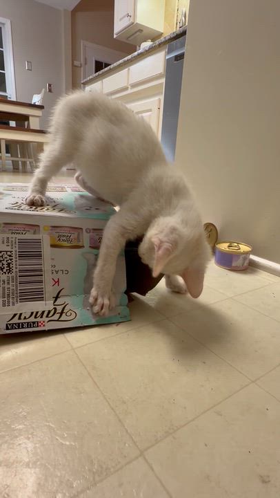 Enlarge Rueben, a Adopted Domestic Short Hair in Easley, SC video 4/5