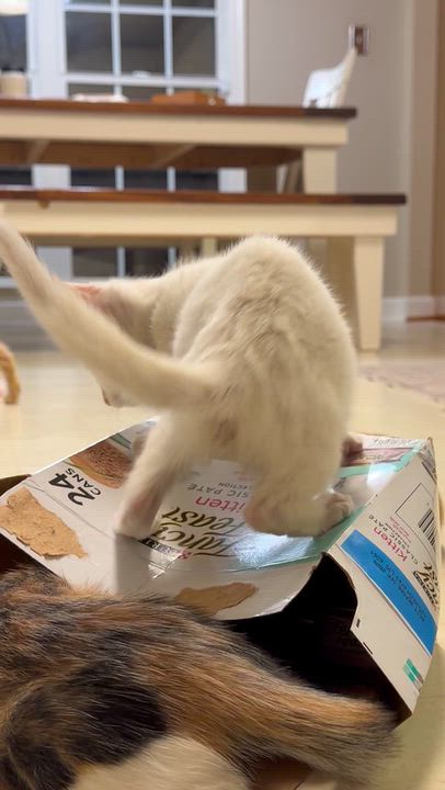 Enlarge Rueben, a Adopted Domestic Short Hair in Easley, SC video 5/5