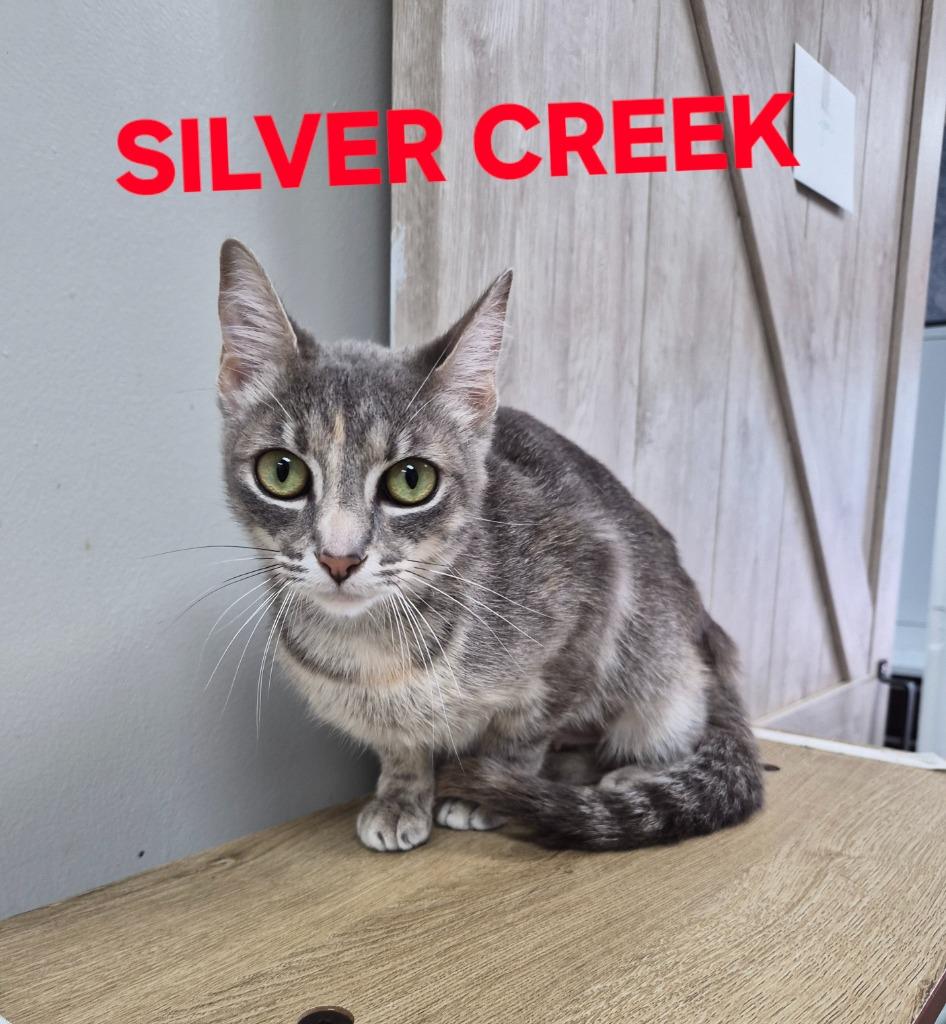 Enlarge Silver Creek, a Adoptable mixed breed in Rome, GA image 2/2