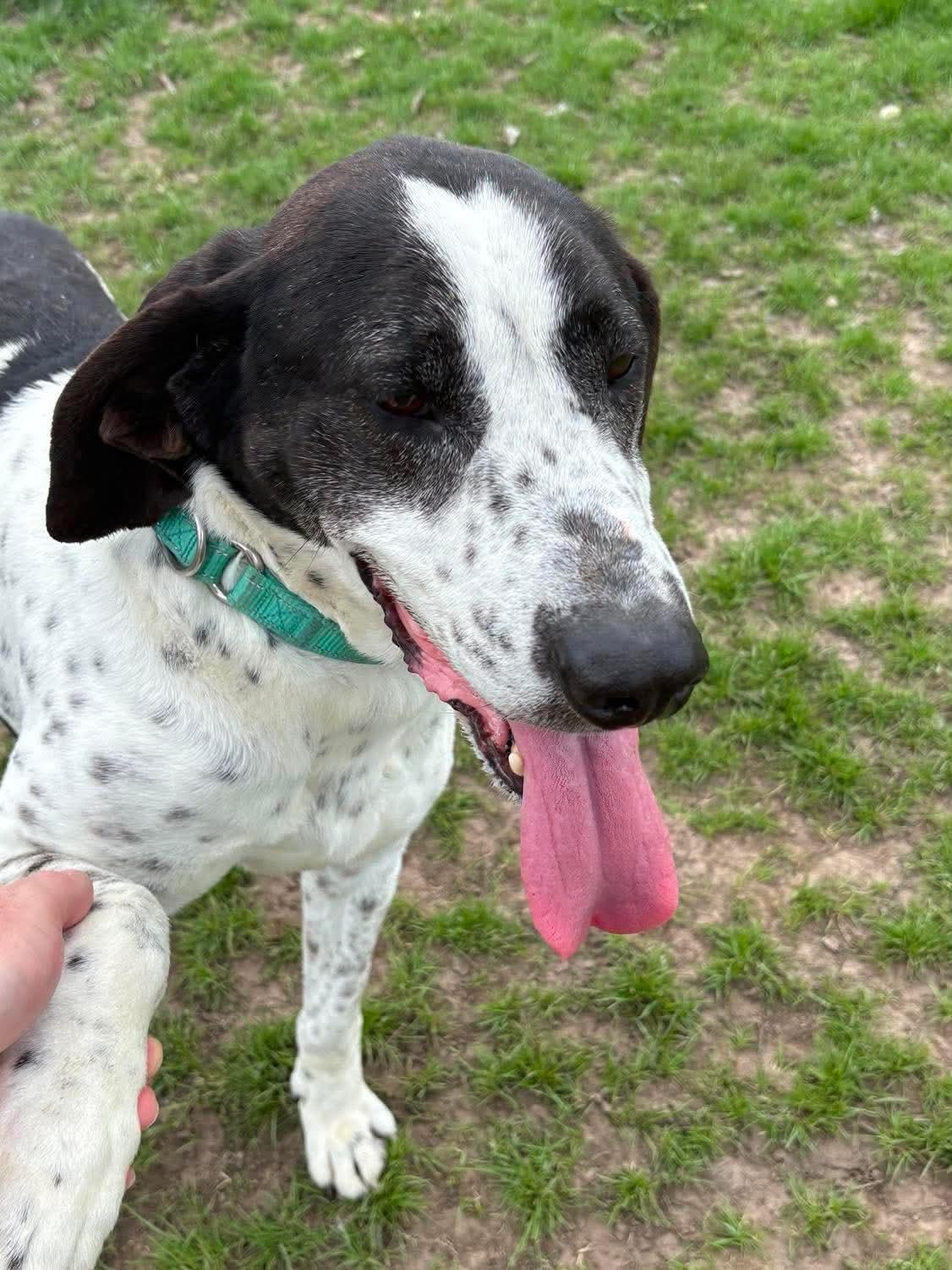 Enlarge Beauregard, a ADOPTABLE mixed breed in Fort Madison, IA image 5/5