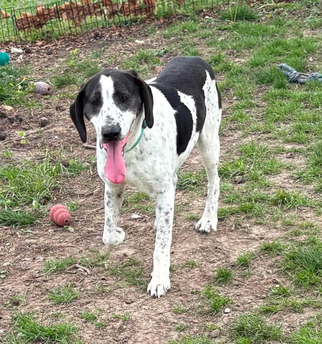 Enlarge Beauregard, a ADOPTABLE mixed breed in Fort Madison, IA image 2/5