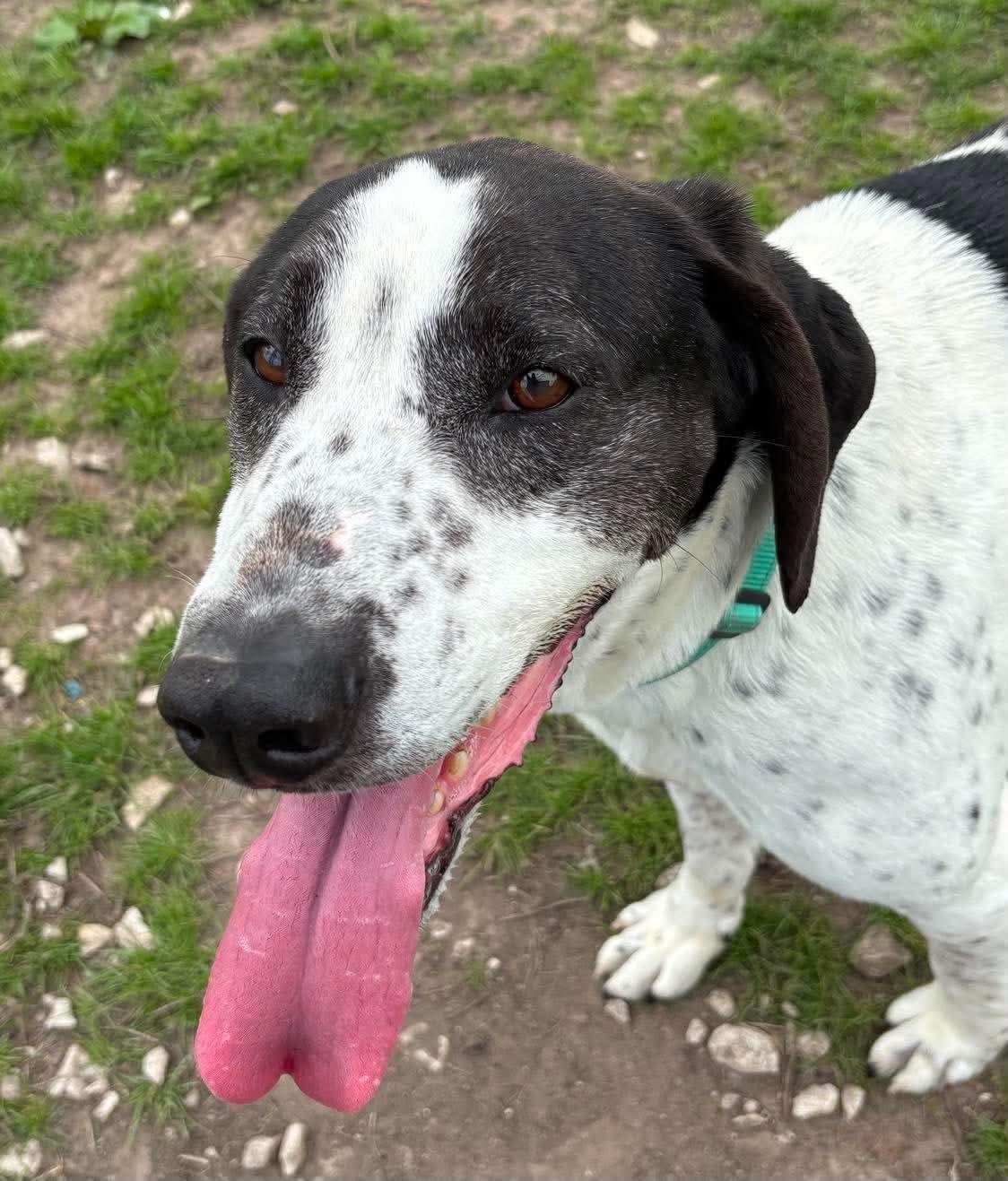 Enlarge Beauregard, a ADOPTABLE mixed breed in Fort Madison, IA image 3/5