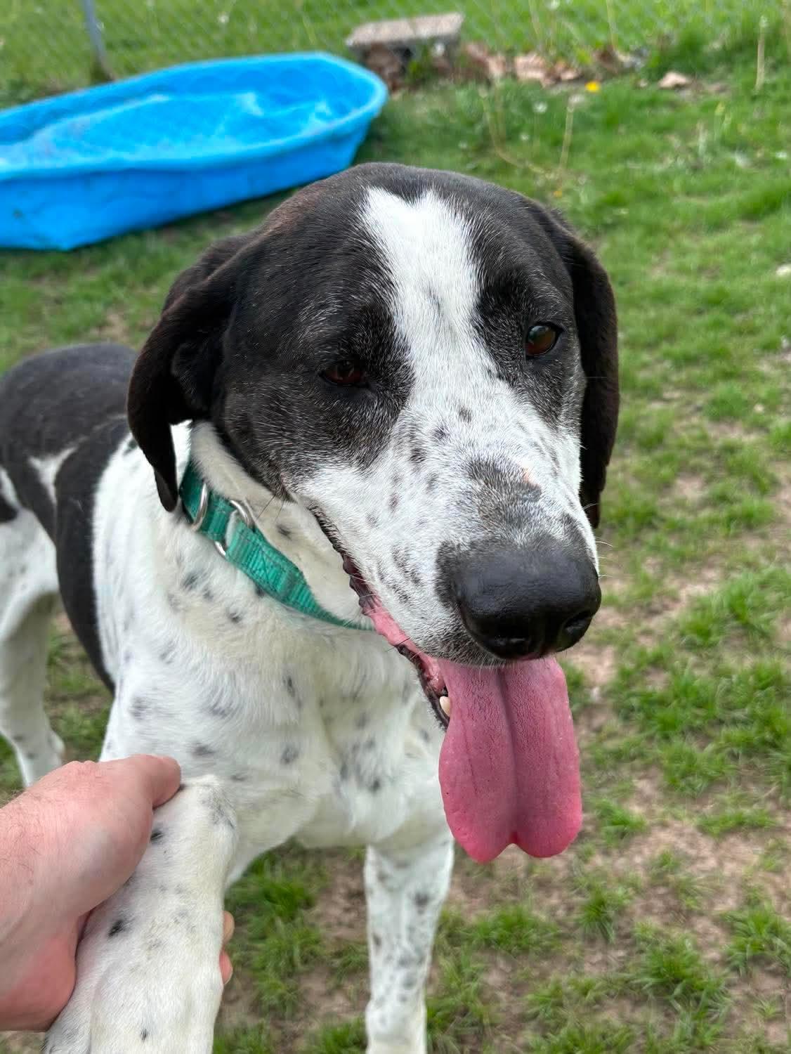 Enlarge Beauregard, a ADOPTABLE mixed breed in Fort Madison, IA image 4/5
