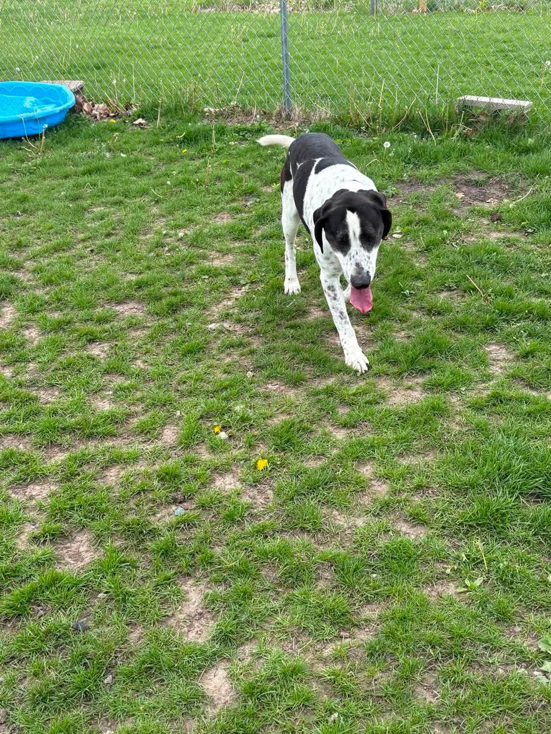 Beauregard, ADOPTABLE, Senior Male German Shorthaired Pointer & Coonhound.