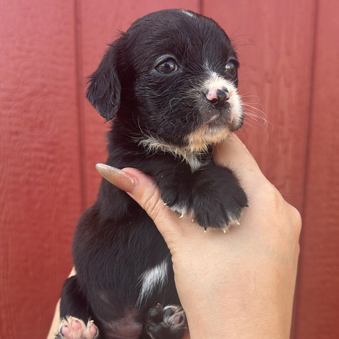 Enlarge Nelli, a Adoptable mixed breed in Houston, TX image 2/2