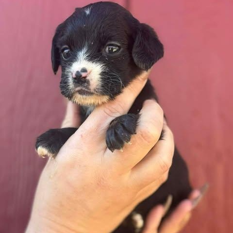 Enlarge Nelli, a Adoptable mixed breed in Houston, TX image 1/2