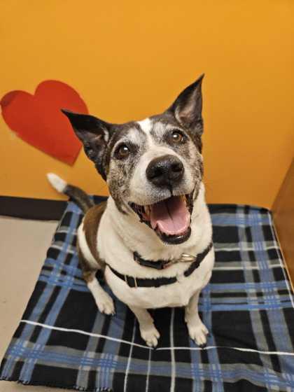 Casper (bonded w/ Iggy), Adoptable, Senior Female Mixed Breed & Mixed Breed.