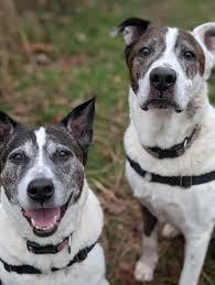 Enlarge Casper (bonded w/ Iggy), a Adoptable mixed breed in Burlington, WA image 2/3