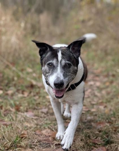 Enlarge Casper (bonded w/ Iggy), a Adoptable mixed breed in Burlington, WA image 3/3