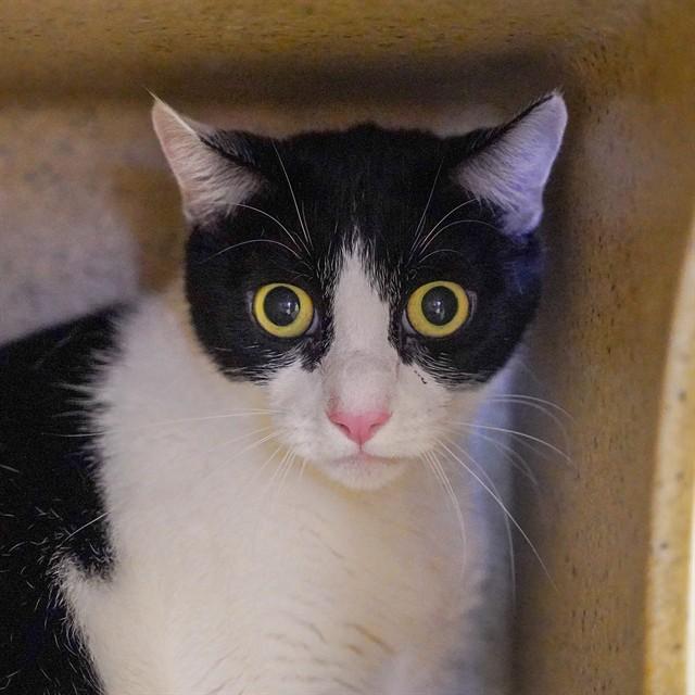 Enlarge BARN CAT STRIKER, a Adoptable Domestic Short Hair in Sacramento, CA image 1/1
