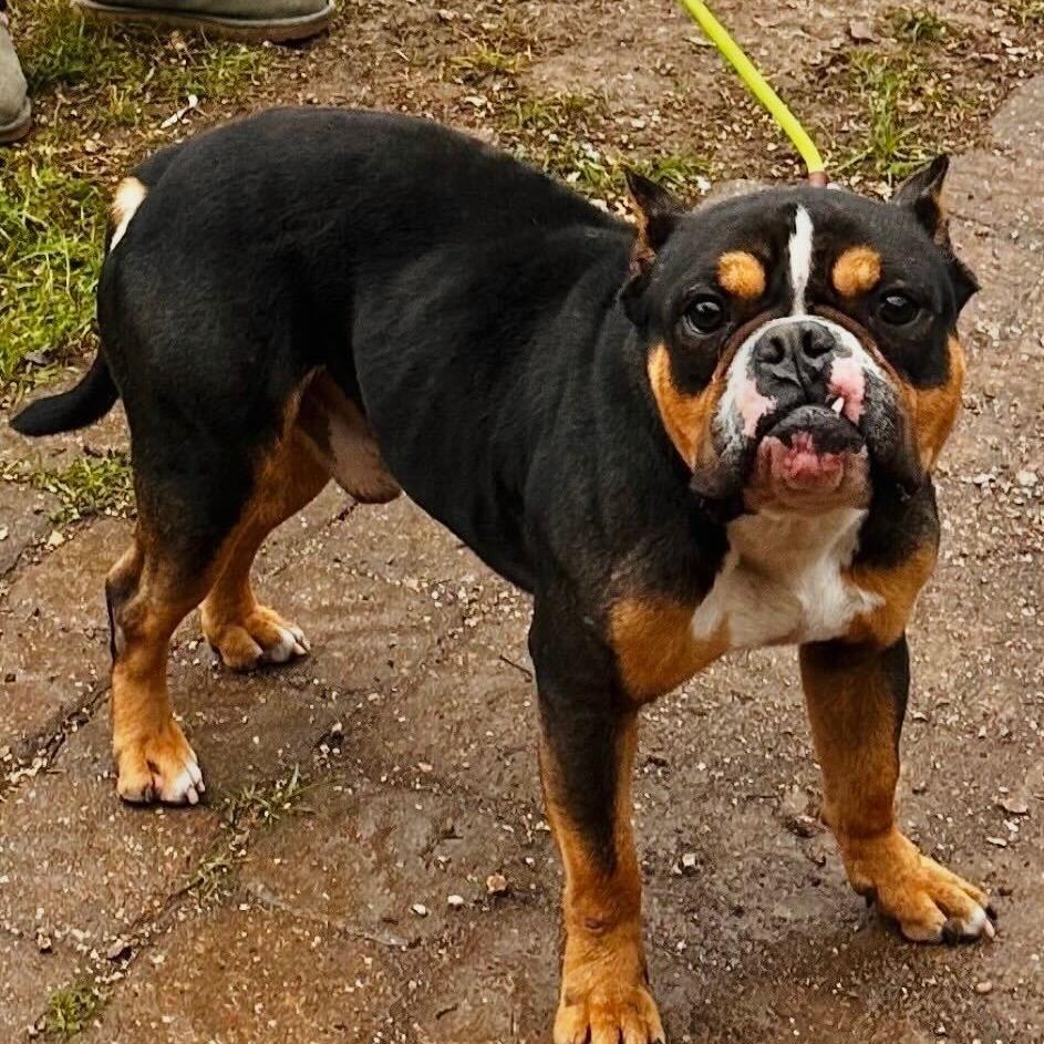 PJ, Adoptable, Adult Male English Bulldog.