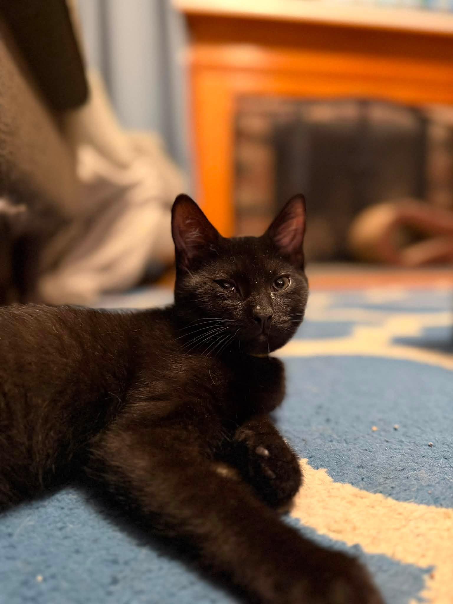 Amos and Angel Pie Bonded Kittens, a Adoptable Domestic Short Hair in Enfield, CT image 1/3