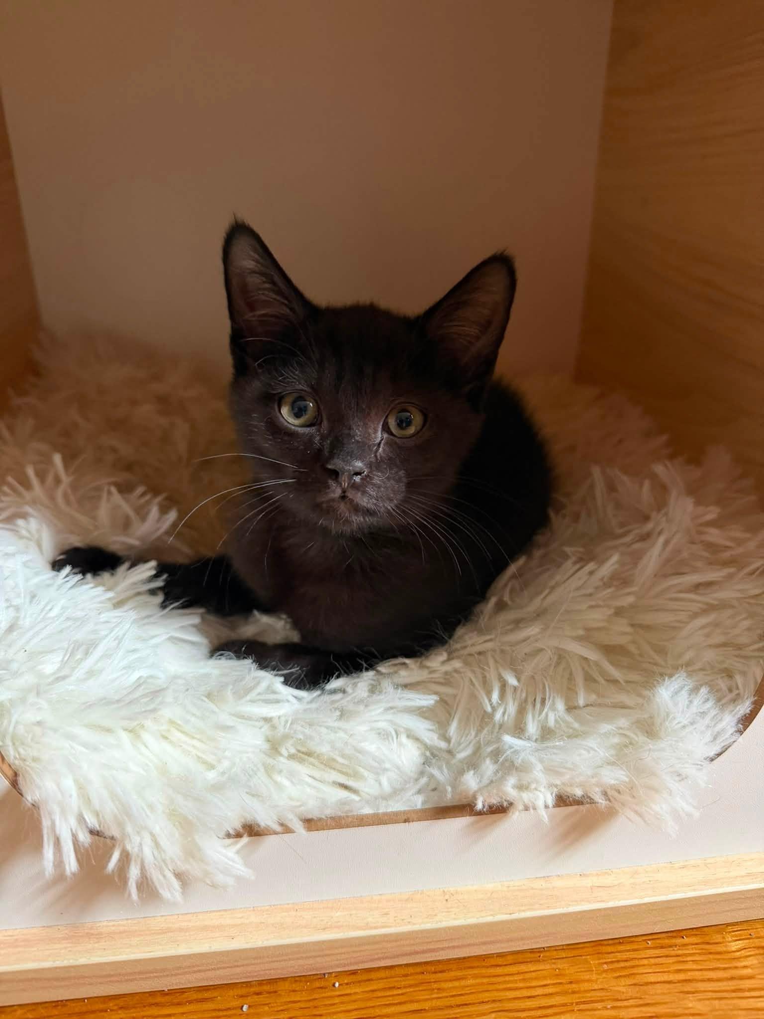 Amos and Angel Pie Bonded Kittens, a Adoptable Domestic Short Hair in Enfield, CT image 2/3