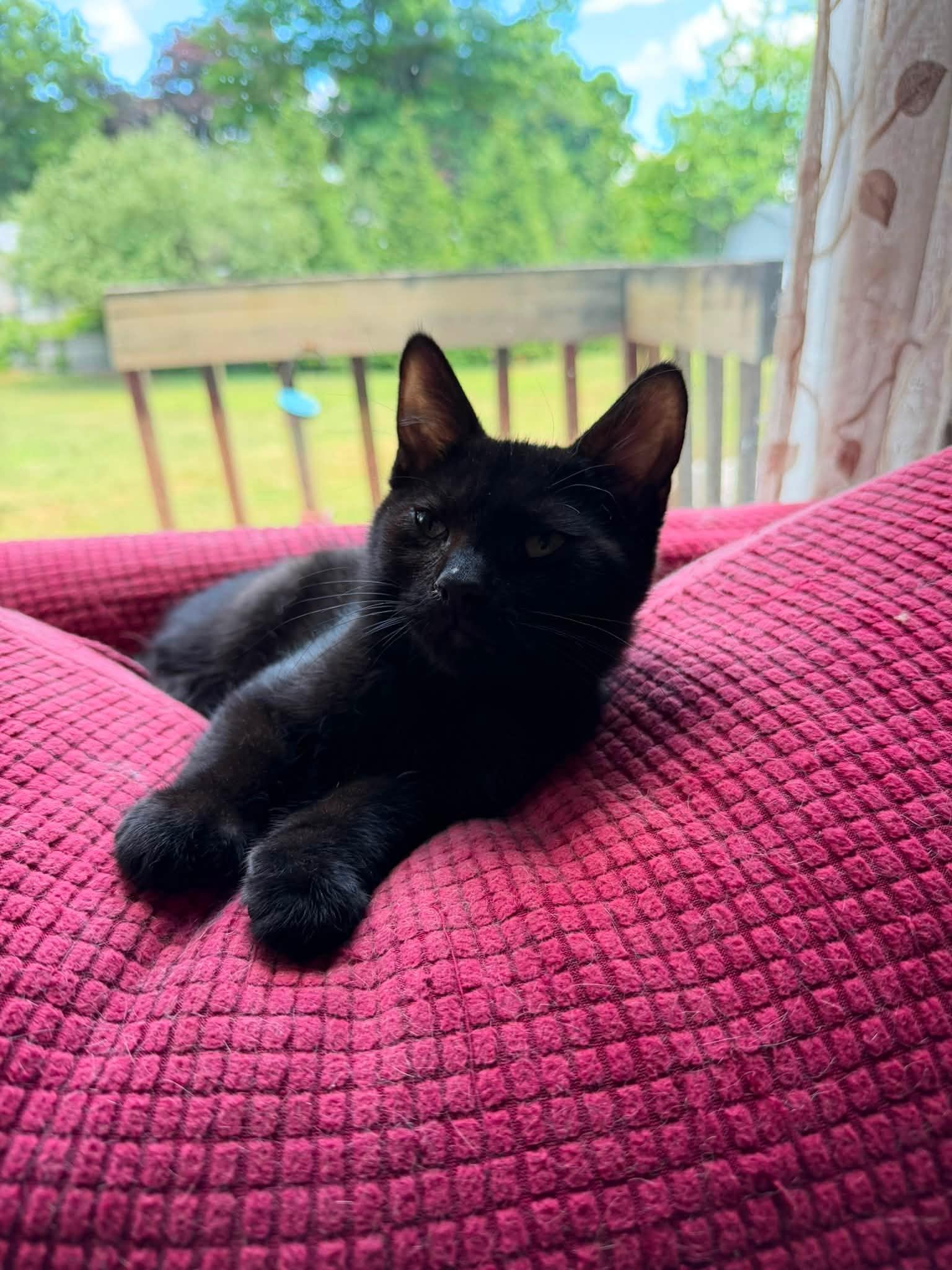 Amos and Angel Pie Bonded Kittens, a Adoptable Domestic Short Hair in Enfield, CT image 3/3