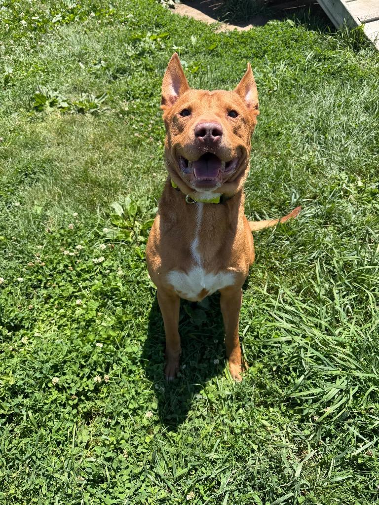 Maxwell, Adoptable, Adult Male American Staffordshire Terrier & Australian Cattle Dog / Blue Heeler.