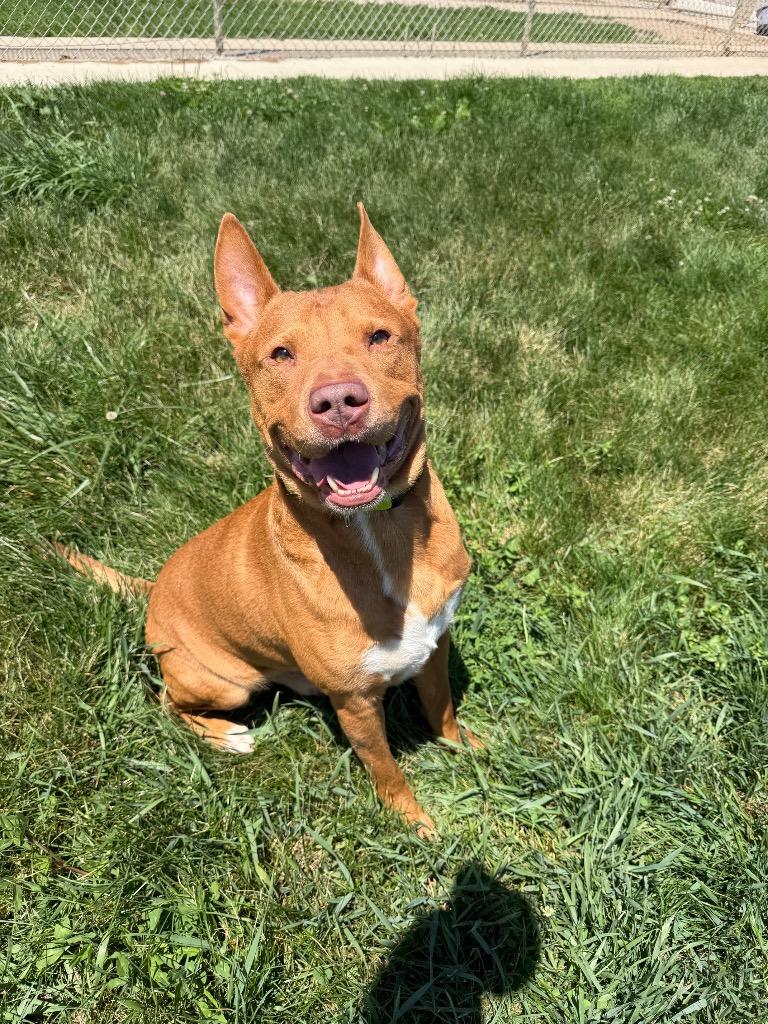 Enlarge Maxwell, a Adoptable mixed breed in Pierceton, IN image 2/6