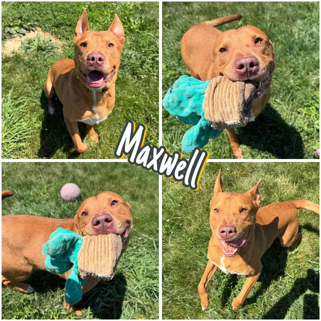 Enlarge Maxwell, a Adoptable mixed breed in Pierceton, IN image 3/6