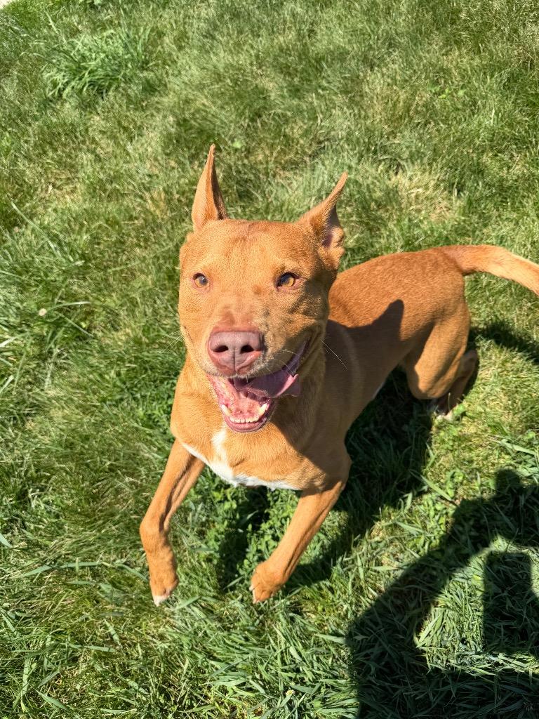 Enlarge Maxwell, a Adoptable mixed breed in Pierceton, IN image 4/6