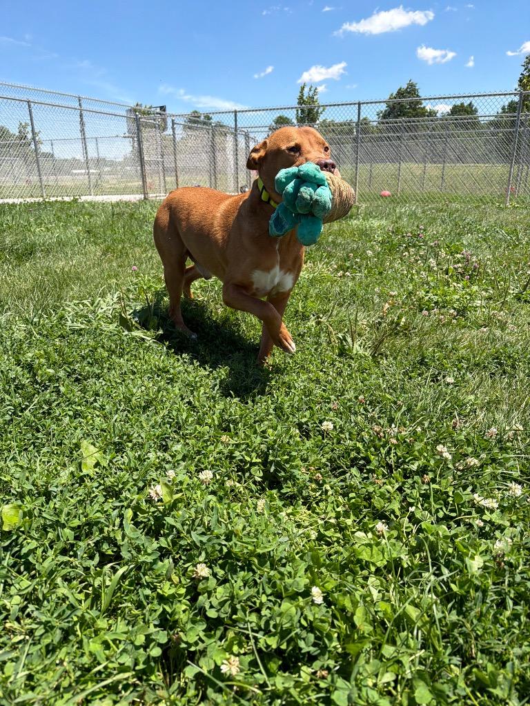 Enlarge Maxwell, a Adoptable mixed breed in Pierceton, IN image 5/6