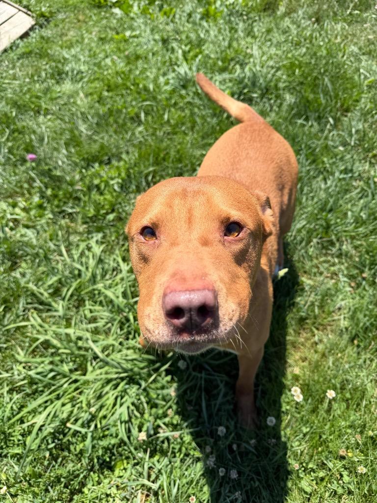 Enlarge Maxwell, a Adoptable mixed breed in Pierceton, IN image 6/6