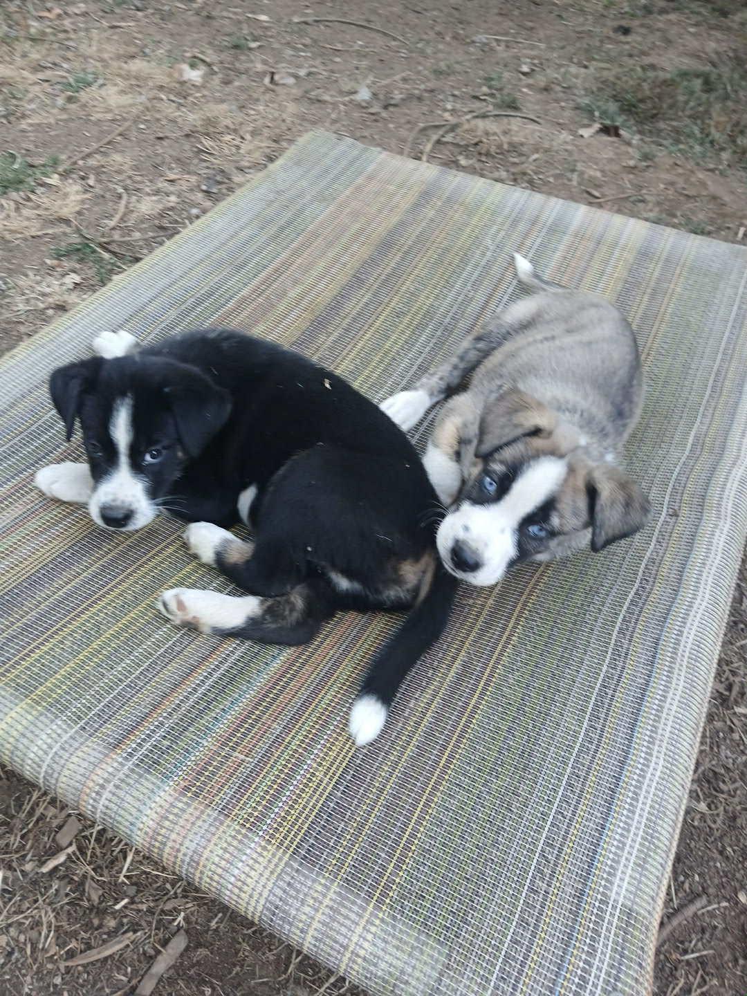 Njord – Gentle 3 mth old Black & White Husky Mix Pup with a Big Heart, a Adoptable mixed breed image 2/6