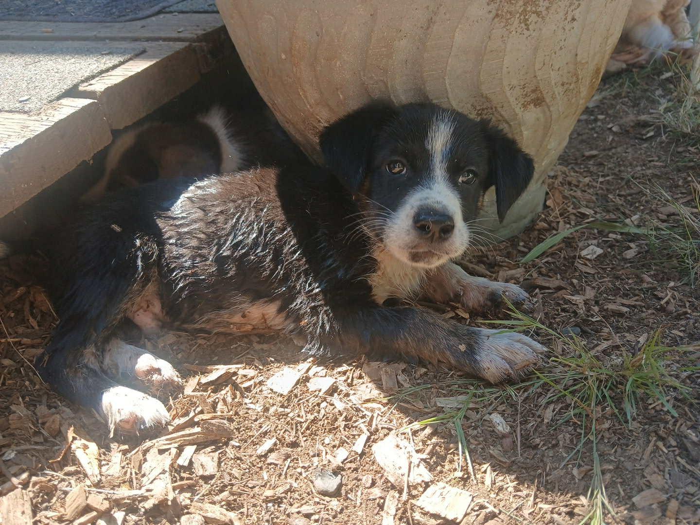 Njord – Gentle 3 mth old Black & White Husky Mix Pup with a Big Heart, a Adoptable mixed breed image 3/6