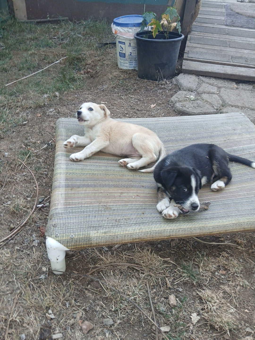 Njord – Gentle 3 mth old Black & White Husky Mix Pup with a Big Heart, a Adoptable mixed breed image 4/6