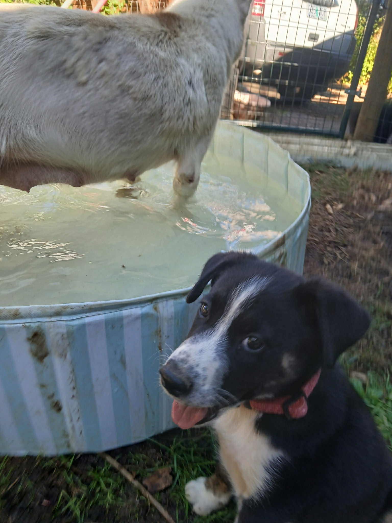 Njord – Gentle 3 mth old Black & White Husky Mix Pup with a Big Heart, a Adoptable mixed breed image 5/6