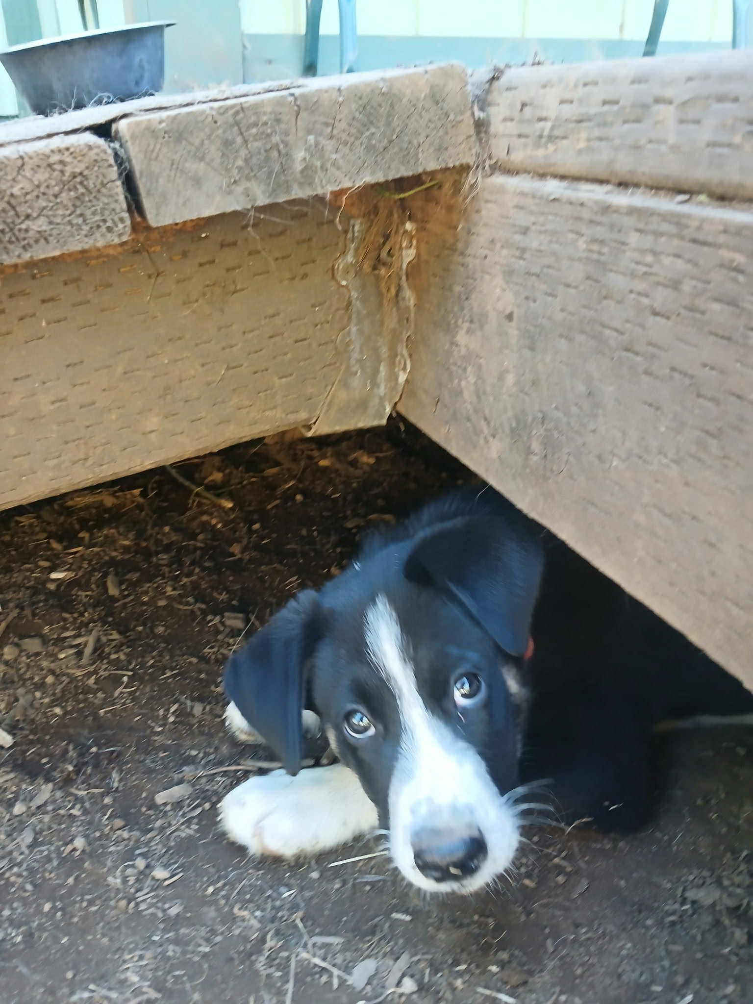 Njord – Gentle 3 mth old Black & White Husky Mix Pup with a Big Heart, an adoptable Siberian Husky in Missoula, MT, 59803 | Photo Image 6