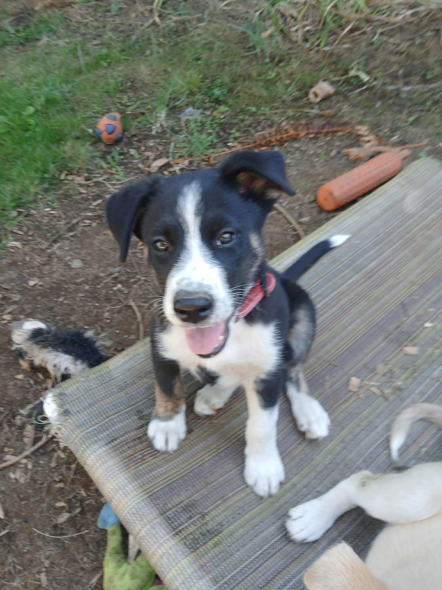 Njord – Gentle 3 mth old Black & White Husky Mix Pup with a Big Heart, Adoptable, Puppy Male Siberian Husky.