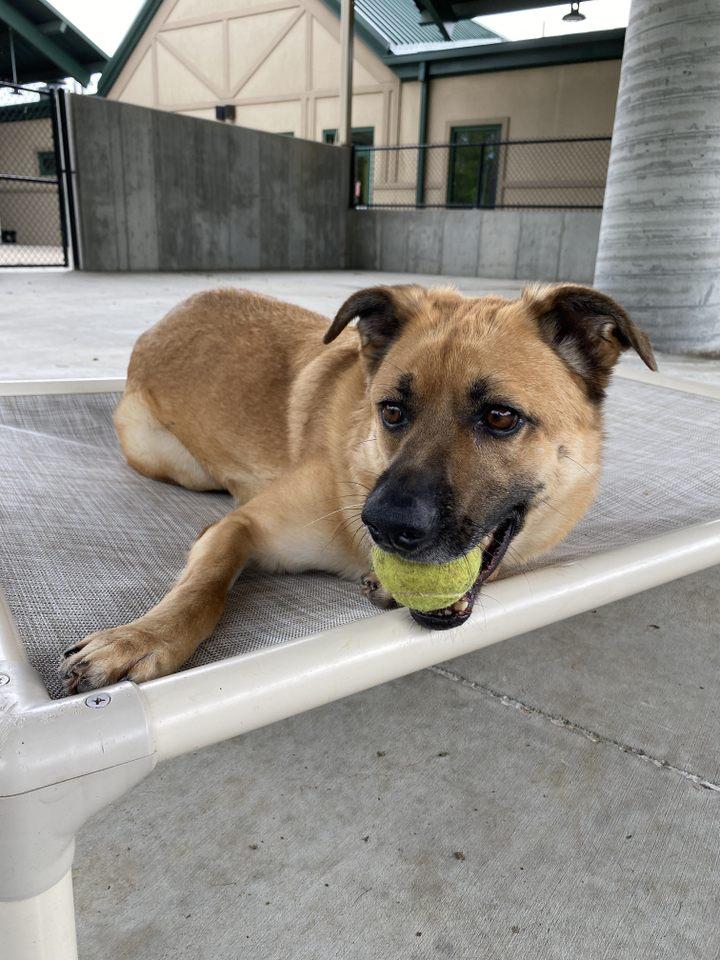 Buttons, a Adoptable mixed breed image 5/6