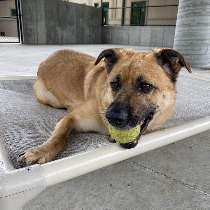 Enlarge Buttons, a Adoptable mixed breed in Springfield, MO image 4/5