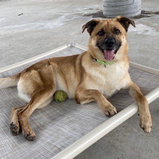 Buttons, a Adoptable mixed breed image 1/6